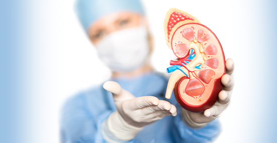 Nephrology A Nephrologist specialized in kidney disorders